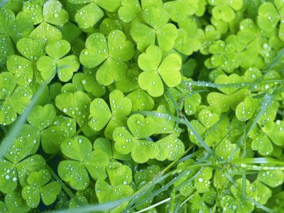 Clover jigsaw puzzle