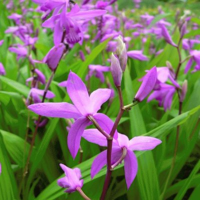 orchidÃ©e-jacinthe