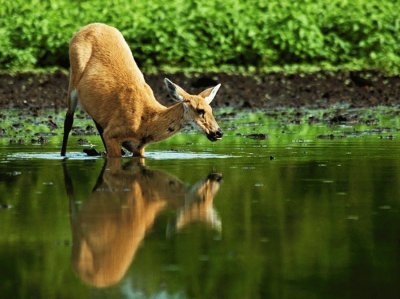 Cervo do Pantanal jigsaw puzzle