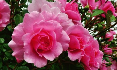 fleurs: roses