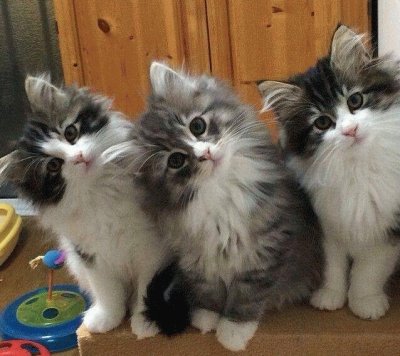 chatons