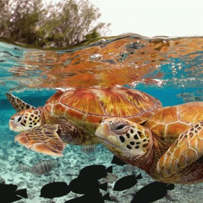 tortues marines jigsaw puzzle