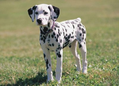 פאזל של dalmatien