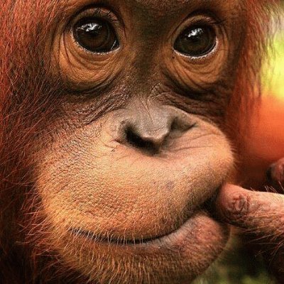 orang outan jigsaw puzzle