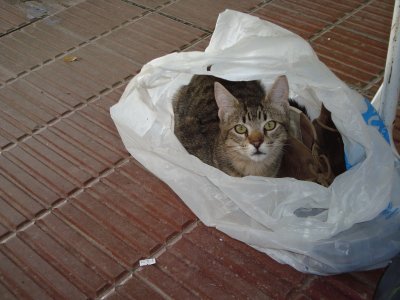 POPI EN UNA BOLSA