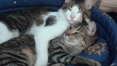 INDIO Y POPI DURMIENDO jigsaw puzzle