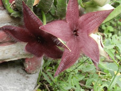 פאזל של STAPELIA