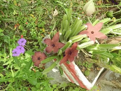 STAPELIA GRANDIFLORA EN FLOR