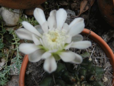 GYMNOCALYCIUM EN FLOR