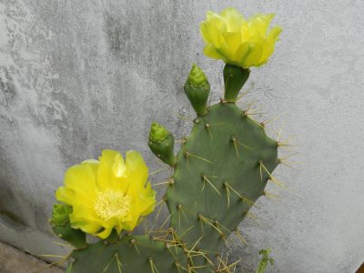 OPUNTIA CON FLORES AMARILLAS jigsaw puzzle