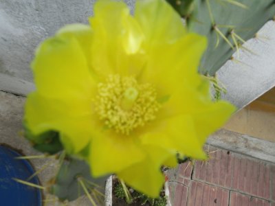 FLOR DE OPUNTIA