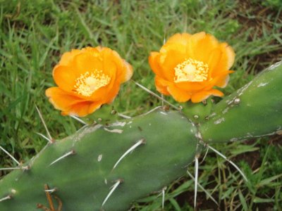 FLOR DE OPUNTIA NARANJA