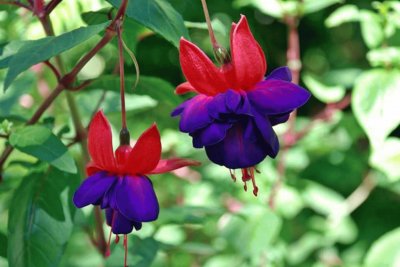 FLOR DE FUCHSIA