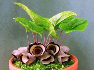 FLOR DE ASARUM CAMPANIFORME jigsaw puzzle