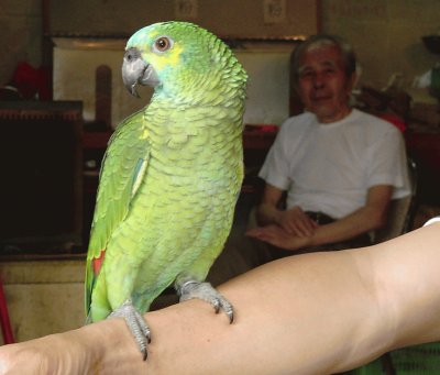 perroquet (HK)
