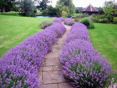 JARDIN  DE LAVANDA jigsaw puzzle