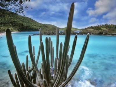 CACTUS Y MAR jigsaw puzzle