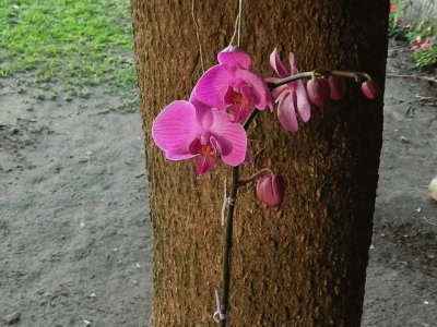 פאזל של ORQUIDEA