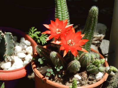 CHAMAECEREUS SILVESTRII FLORECIDO