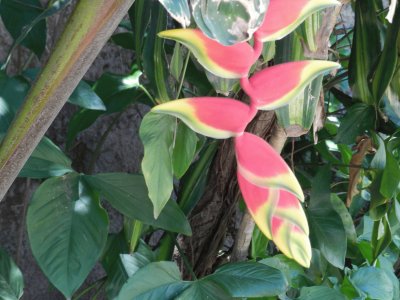 FLOR DE BANANA PARAGUAYA