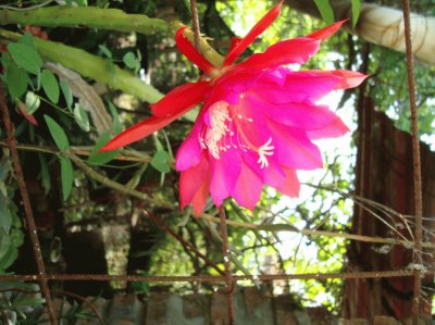 FLOR DE EPIPHYLLUM HIBRIDO