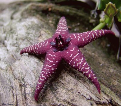 FLOR DE HUERNIA 2 jigsaw puzzle