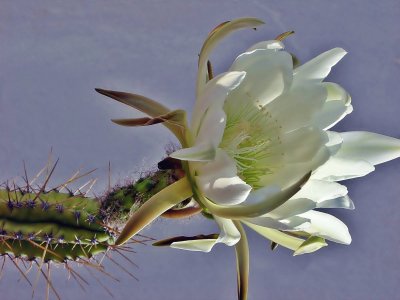 FLOR REYNA DE LA NOCHE 2