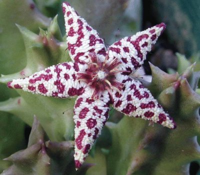 FLOR DE HUERNIA 3 jigsaw puzzle