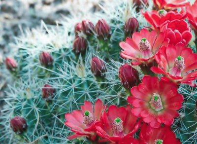 CACTUS FLORECIDO jigsaw puzzle