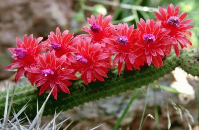 CACTUS FLORECIDO 2 jigsaw puzzle