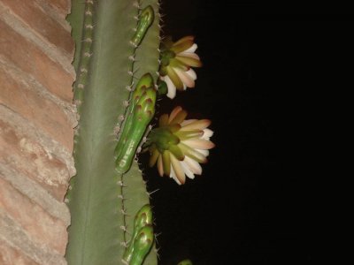 CEREUS PERUVIANUS FLORECIDO jigsaw puzzle