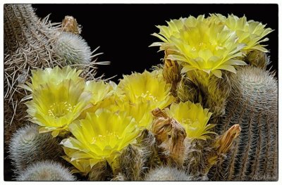 פאזל של CACTUS CON FLORES AMARILLAS