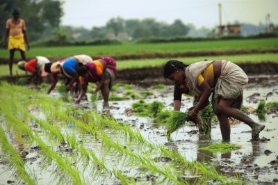 פאזל של Rice Fields