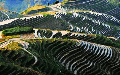 Rice Fields jigsaw puzzle