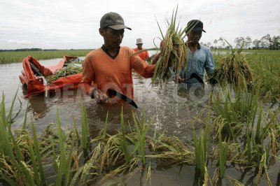 פאזל של Rice Fields