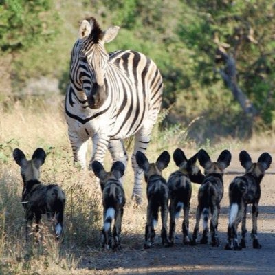 פאזל של zebras