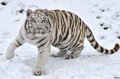 TIGRE BLANCO