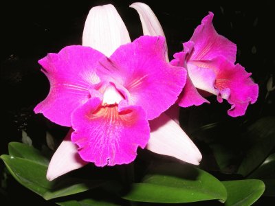 OrquÃ­dea