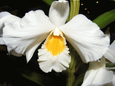 OrquÃ­dea