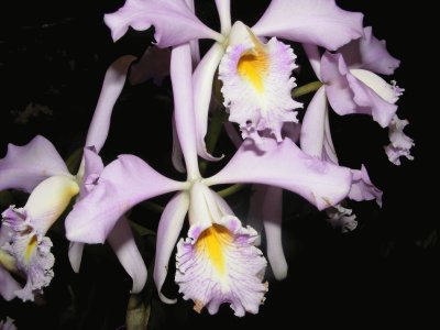 OrquÃ­dea