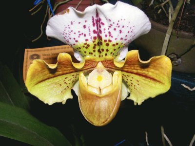 OrquÃ­dea