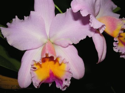 OrquÃ­dea jigsaw puzzle