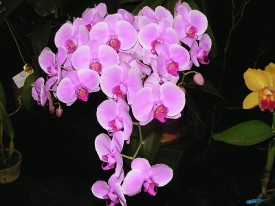 OrquÃ­dea