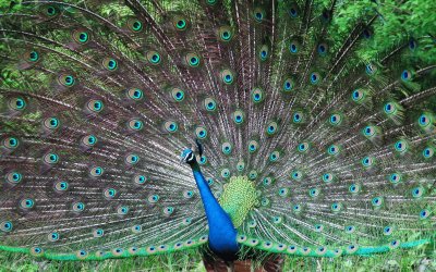 PAVO REAL jigsaw puzzle