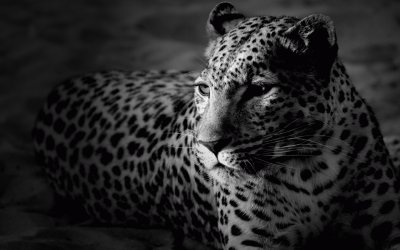 LEOPARDO