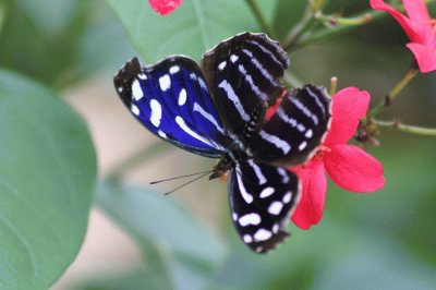 papillon