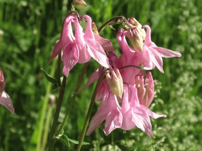 Pretty pink wildflowers