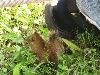 Baby red squirrel by husband 's foot