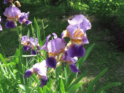 פאזל של Purple Iris
