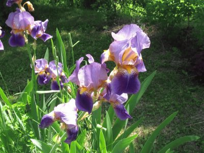 Purple Iris